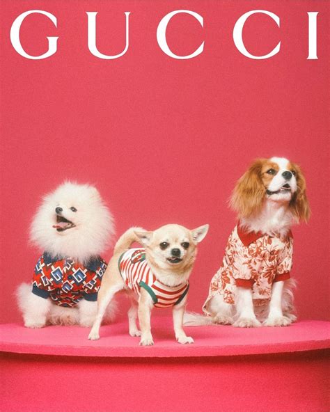 gucci pet baby|gucci pet collection.